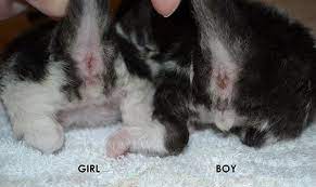 Riesige auswahl an puppen & zubehör. Sexing Kittens Newborn Kittens Kittens Funny Cute Cats