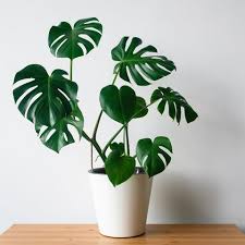 15 Best Bedroom Plants Plants For Bedroom That Clean Air