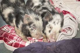 Animal cruelty check continues in Wilson