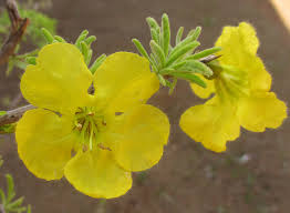 Image result for Rhigozum brevispinosum