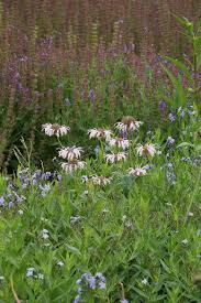 Your email address will not be published. Amsonia Hubrichtii Blue Ice Garden Plant