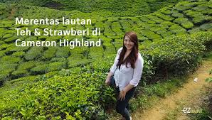 Cameron highlands bukan hanya ada strawberi. Kak Long Merentas Lautan Teh Strawberi Di Cameron Highland Eztakaful