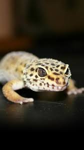 The geckos in this family have moveable eyelids but lack the toe pads. My Free Wallpapers Nature Wallpaper Leopard Gecko