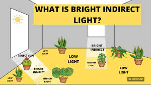 We did not find results for: What Is Bright Indirect Light Youtube