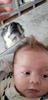 kimber meeting baby Conner the first time ❤️ #blueheeler #love #baby #dog