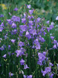 May 16, 2017 · vibrant colorful native plants of ohio bloom from spring through fall. Flowering Plants For Shade In Ohio Npin