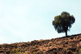 Image result for Maytenus chasei