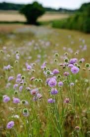 Https Hello Moment S Tumblr Com Post 146160134641 Wildblumen Wiese Blumen Wiese Wildblumenwiese