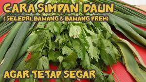 Daun seledri dan daun bawang. Cara Simpan Daun Seledri Bawang Bawang Preh Agar Tetap Awet Kesegarannya Youtube