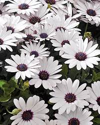 Sunny Felix African Daisy Osteospermum Hybrid Plants Daisy Moon Garden