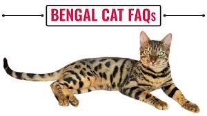 Bengal cats are excellent pest controllers, since he's been added to the family, cockroach and cricket outbreaks have plummeted, he gets his natural hunting fix and some bengal cats are hypoallergenic so everyone can enjoy them if they have allergies, they also hardly ever shed or require brushing. Bengal Cat Faqs All Questions Answered Petmoo