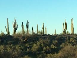 Nonetheless, their prolific age can mean saguaro cacti. Real Vs Fake These Strong Forms Make Impressive Artificial Desert Plants Cacti