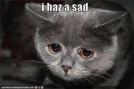 Image result for lolcats