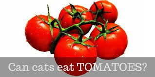 Let's start with the basics: Can Cats Eat Tomatoes Cattention