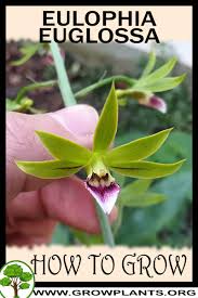 Image result for Eulophia