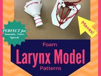 Pin By Julie Sims On Larynx Model Speech Therapy Anatomy Speech