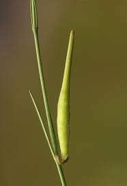 Image result for Aspidoglossum glabellum