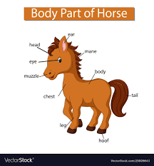 Diagram Showing Body Part Horse
