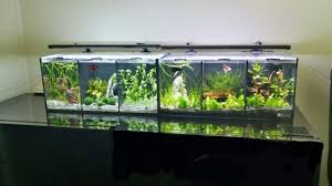 Ef068ab92c93fbfcae7159ffc360b068 Jpg 736 414 Betta Aquarium Betta Fish Care Aquarium Fish Tank