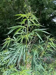 Image result for Cannabaceae