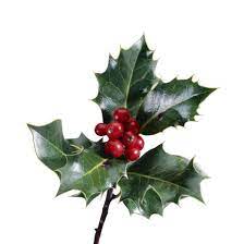 Chemistry In Everyday Life Plants Holly Plant Holly Bush