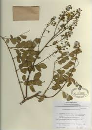 Image result for Ophrestia