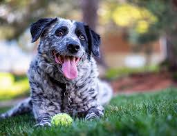 The amount and variety of amino acids and fatty acids are tailored for optimum. Healthy Dog Food Brands Redpaw Dogs First Redpaw Dog Food