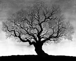 Black And White Tree Artwork Single Tree Tree Illustration Tree Of Life Artwork Black And White Tree
