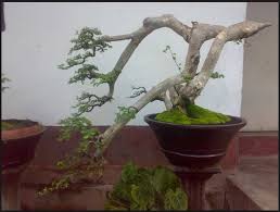 Bentuk Bonsai Serut Yg Bagus Blogger Bonsai