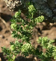 Image result for Coronopus didymus