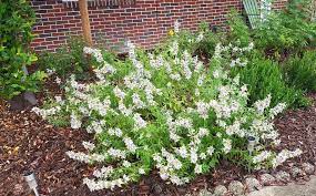 Order within 12 hours 39 minutes for same day delivery! Home Native Butterfly Flowers