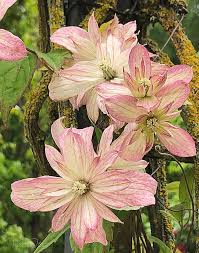 Check spelling or type a new query. Clematis Montana Marjorie 1060 Photograph By Teresa Wilson