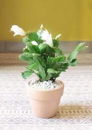 Here is how to take care of christmas cactus so that it blooms just in time for the holiday. Christmas Cactus Thanksgiving Cactus In 2021 Christmas Cactus Plant Christmas Cactus Christmas Cactus Care