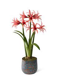 Cybister amaryllis by camila paula and rick schoellhorn, university of florida. Rose Cybister Potted Amaryllis Pink Gardener S Supply