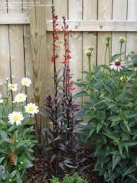 Full Size Picture Of Lobelia Cardinal Flower Queen Victoria I Lobelia Cardinalis I Cardinal Flower Flowers Perennials Amazing Flowers
