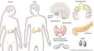 Human Endocrine System Description Function Glands