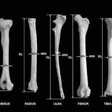 Some bones in the fingers are classified as long bones, even though. Osteometric Measurements Of Long Bones Long Bone Descriptive Download Scientific Diagram