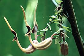 Image result for Aristolochia zenkeri