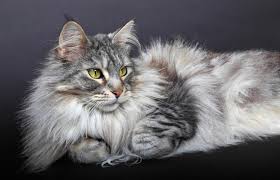 We never thought we would ever get to have a pet. Allergic To Cats Get Hypoallergenic Breeds Amazing Zone