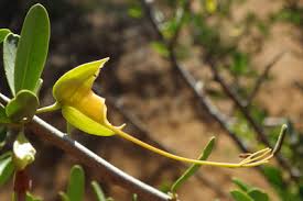 Image result for Cadaba termitaria