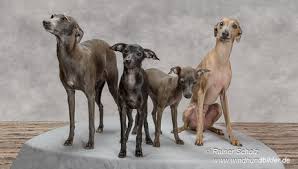 Bereits im vierzehnten jahrhundert war das italienische windspiel unter. Italienisches Windspiel Piccolo Levriero Italiano Italien Greyhound Windhundbilder Von Rainer Scholz