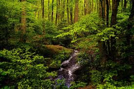 Maybe you would like to learn more about one of these? Cabin Rentals North Carolina Vacation Spots Luxury Cabins In Nc