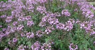 Image result for Cleome elegantissima