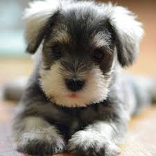 After we are a small hobby breeder, and we specialize in breeding quality teacup, toy & miniature schnauzer puppies, in. Find Miniature Schnauzer Puppies For Sale Breeders In California