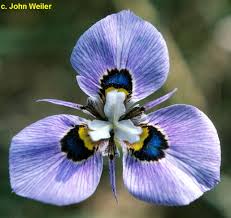 Image result for Moraea carsonii