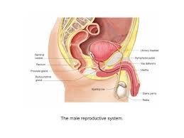 Reproductive System Reproductive System Female Reproductive System Human Anatomy Drawing