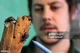 Zoo keeper Tony Dobbs makes a record of the number of meerkats in... News  Photo