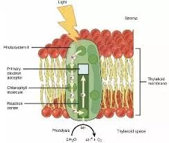 Source Of Oxygen Liberated During Photosynthesis | Nature