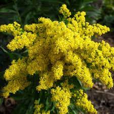 Solidago Little Lemon Goldenrod Perennials Clay Soil Plants Plants