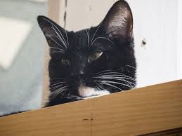 Orlando cat cafe is located in clermont. Mauhaus Celebrates 100th Adoption And 16 Months As A Cat Cafe Food Blog